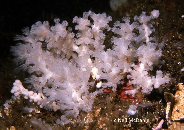 Photo of Anthothela pacifica by <a href="http://www.seastarsofthepacificnorthwest.info/">Neil McDaniel</a>